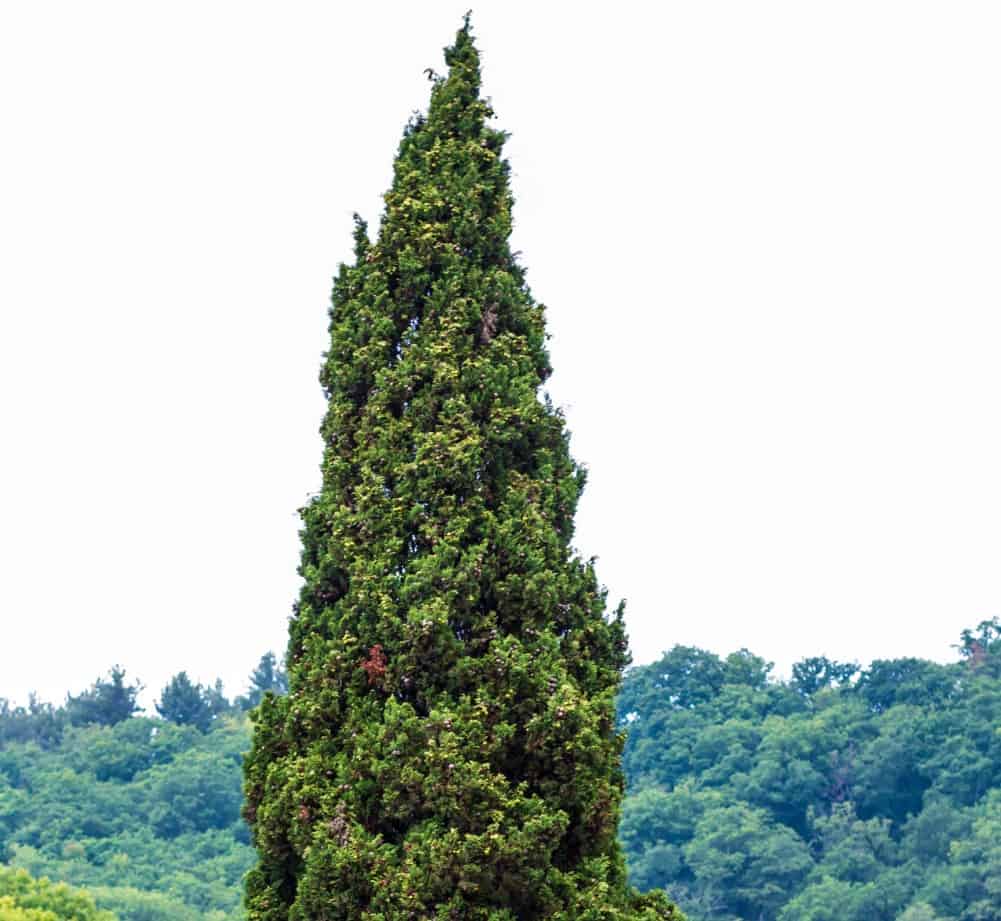 For a fast-growing beach tree, try the Italian cypress.