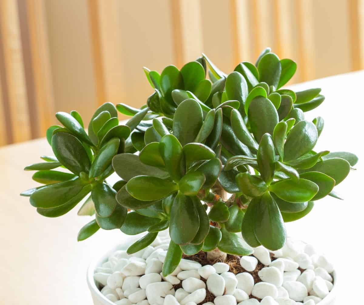 Jade plants are highly drought tolerant.