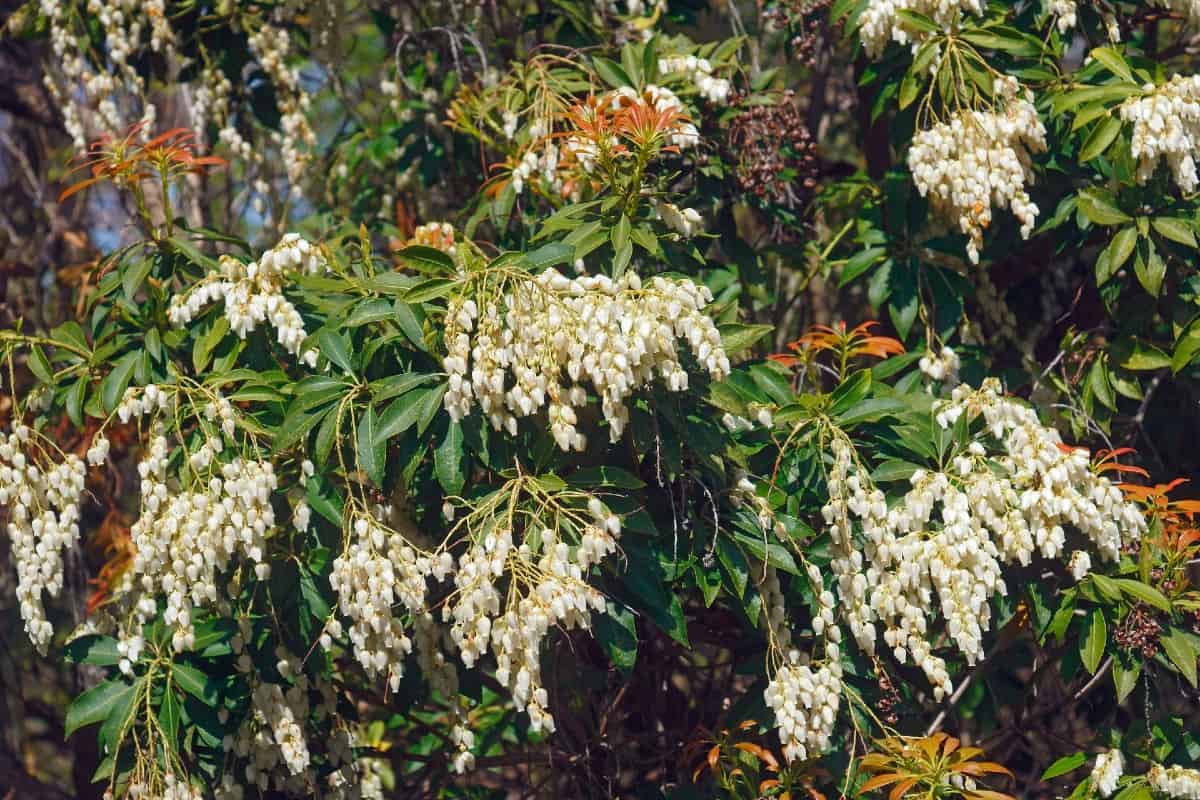 Japanese pieris is a deer-resistant shrub with unusually-shaped flowers.