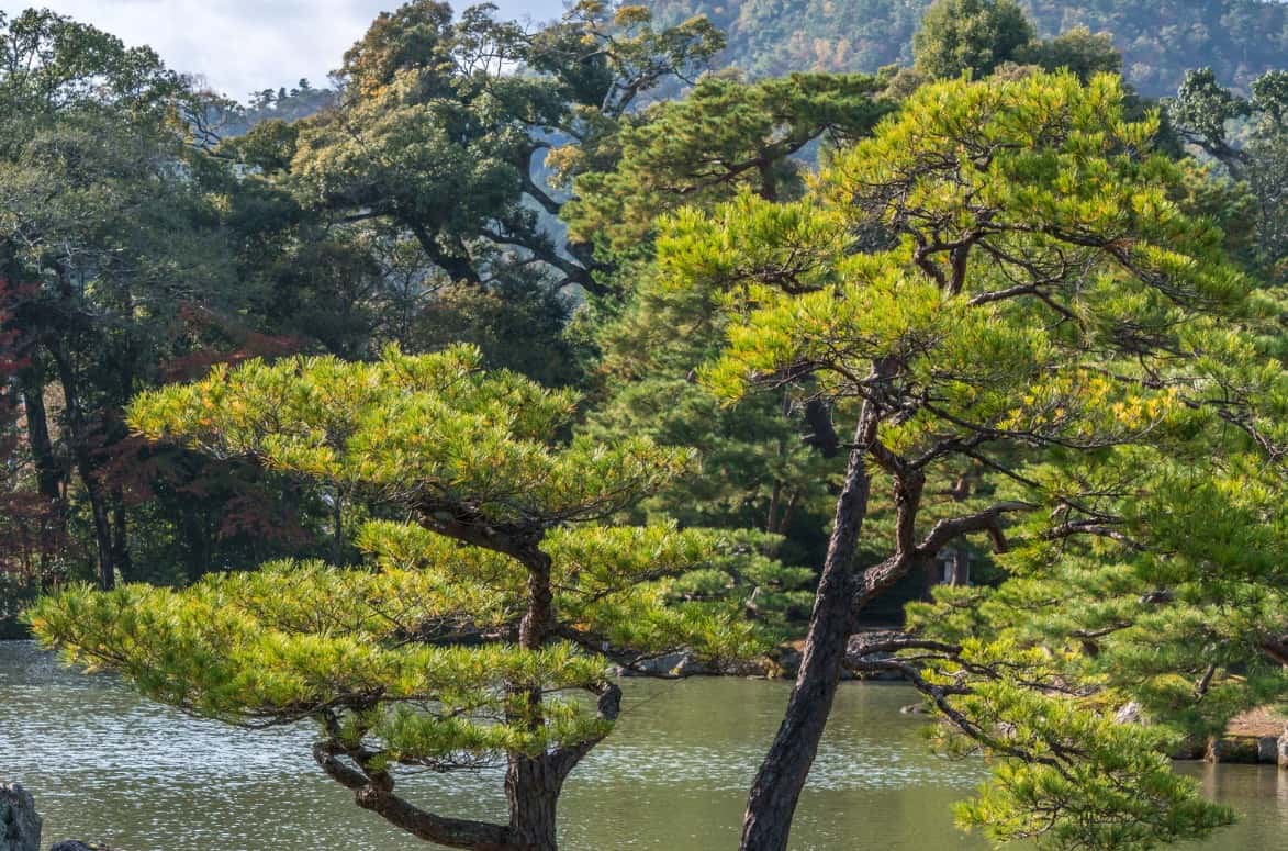 The Japanese black pine tree is an evergreen that tolerates almost any kind of soil.