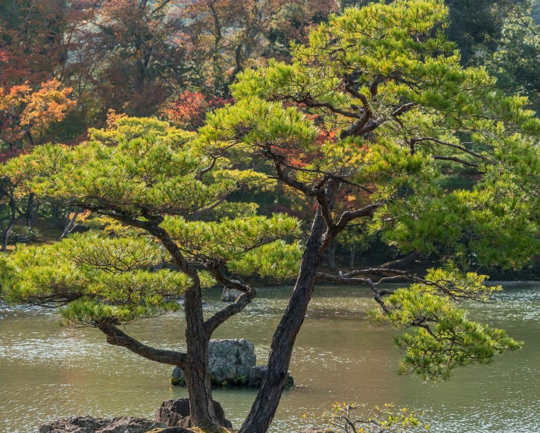 The Japanese black pine is an ideal tree for dry areas.