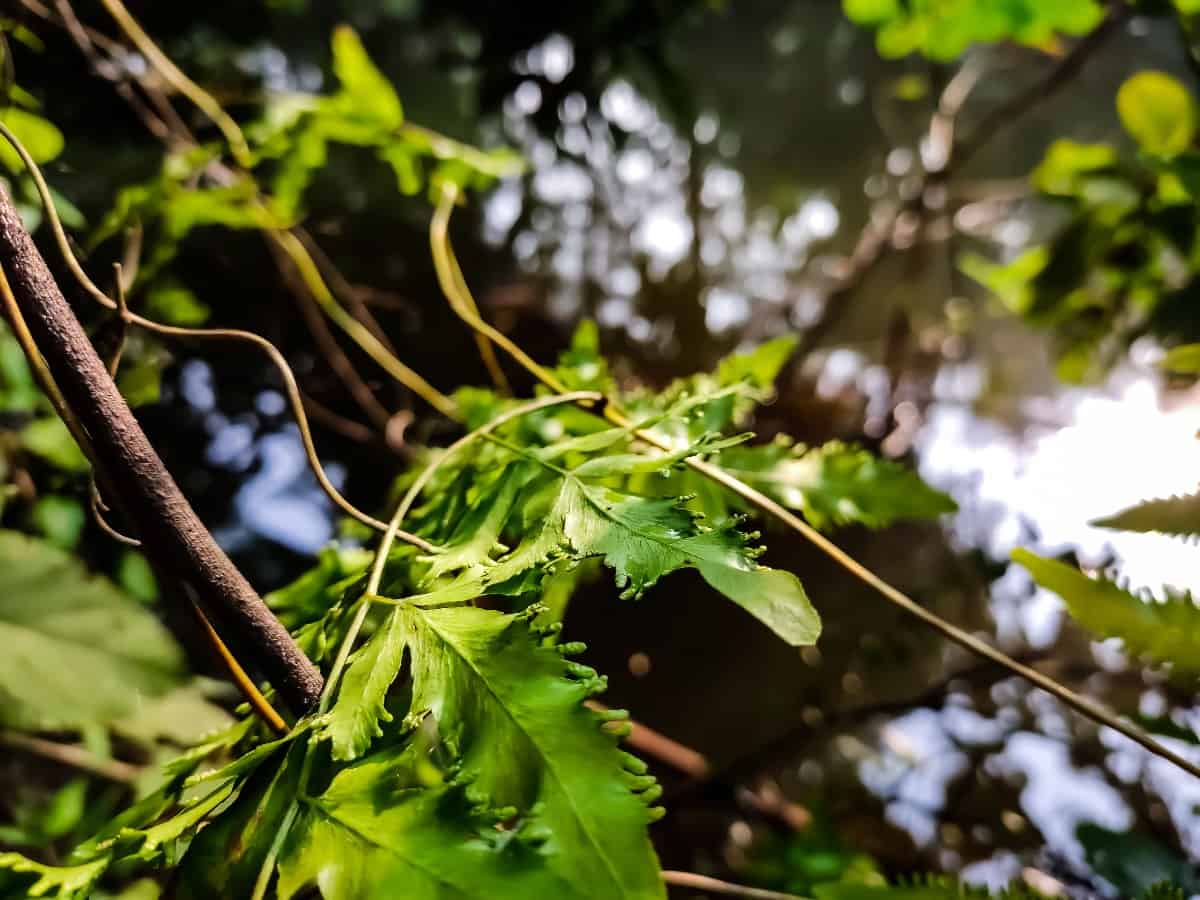 Japanese climbing ferns are popular in the southern U.S.