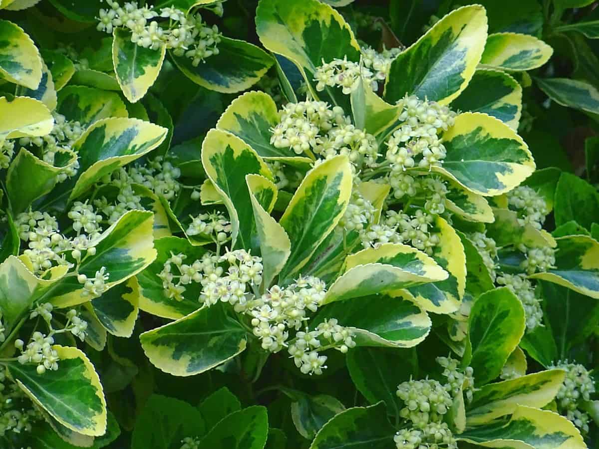 The Japanese euonymus is the ideal pool hedge shrub.