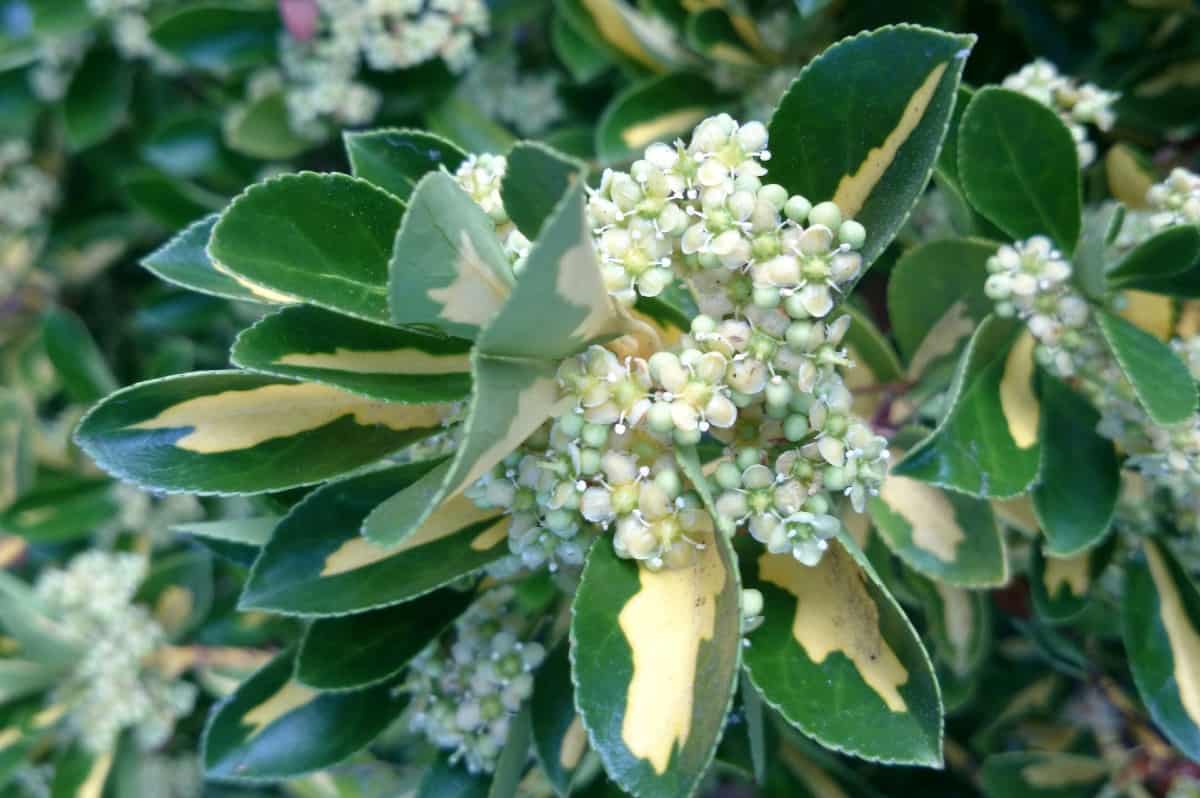 The Japanese euonymus makes a lovely evergreen privacy screen.