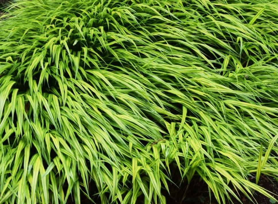 Japanese forest grass is a clumping summer flowering grass.