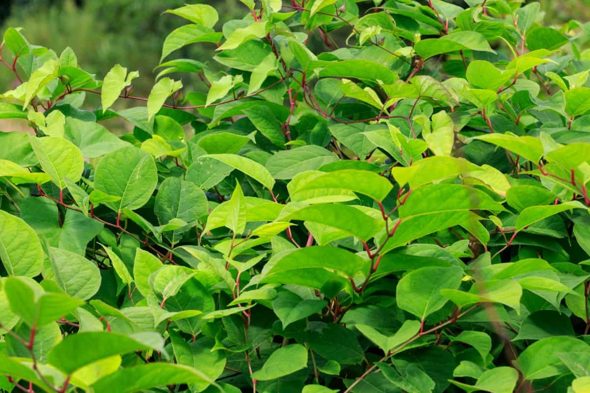 The Japanese knotweed spreads fast in the sun.