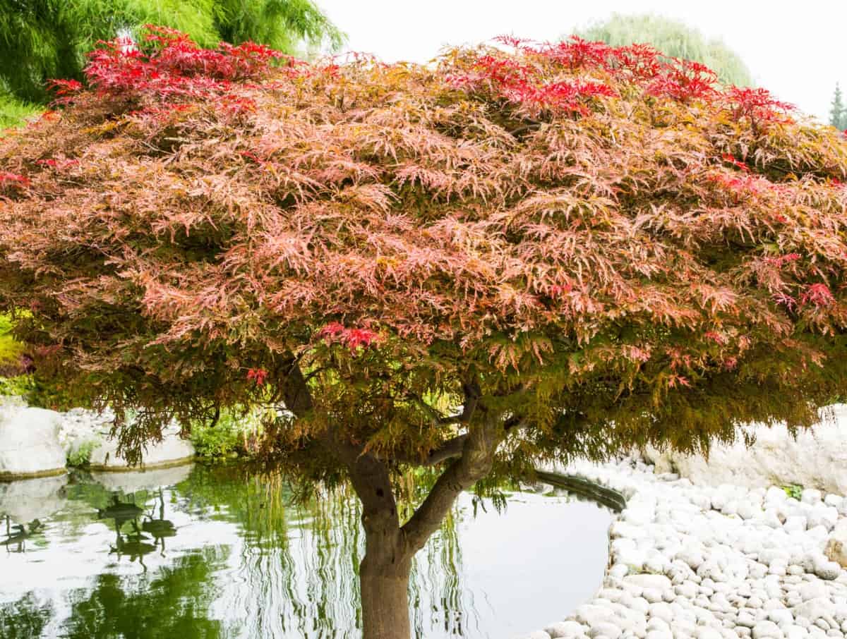 Japanese maples are suitable for the garden or containers.