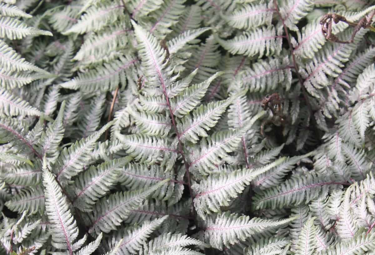 The Japanese painted fern is attractive in containers or as a border plant.