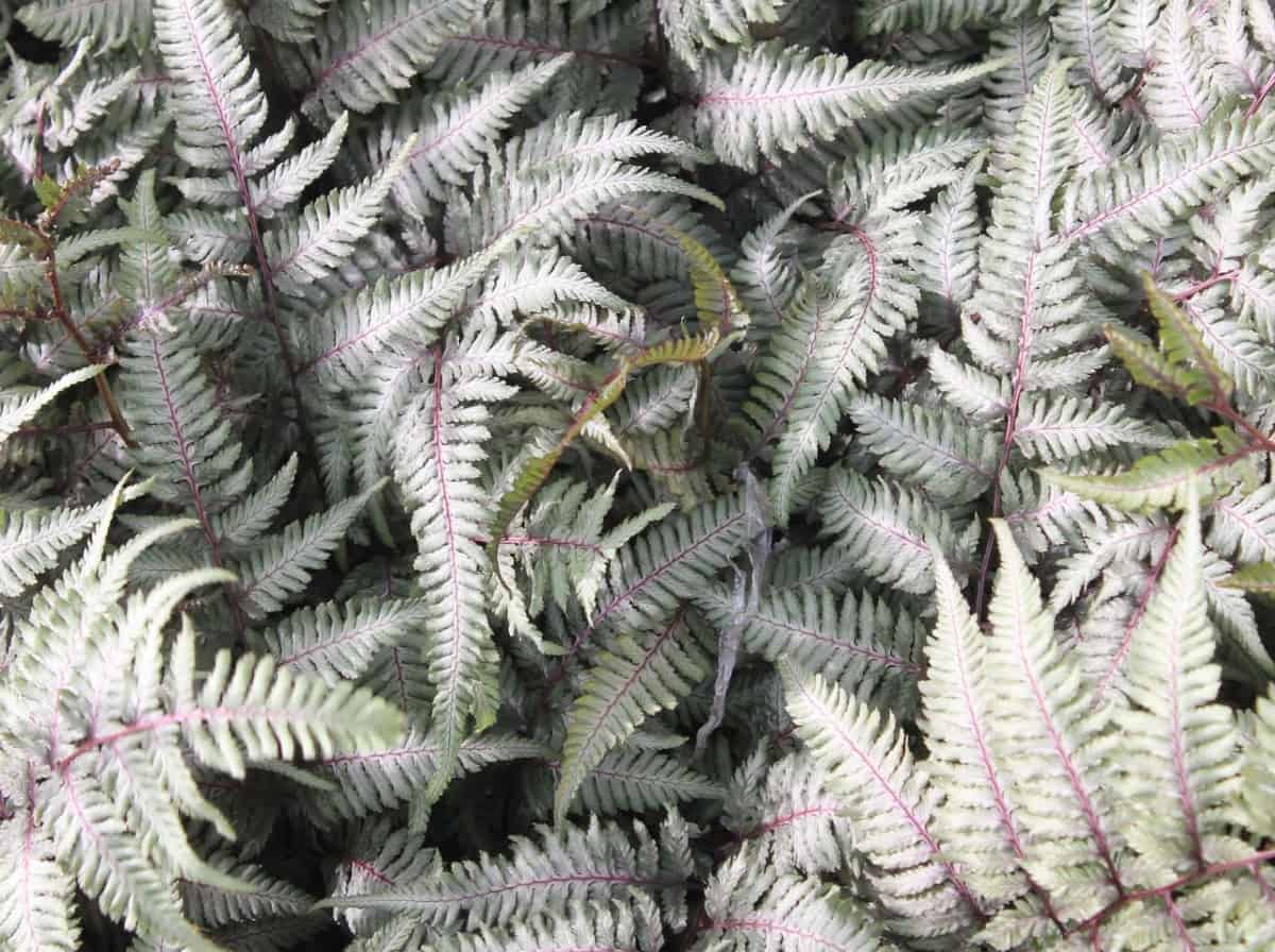 The Japanese painted fern makes an excellent ground cover plant.