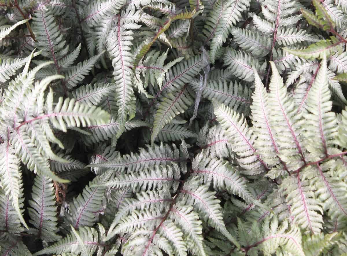 Japanese painted ferns are a pretty silver color.