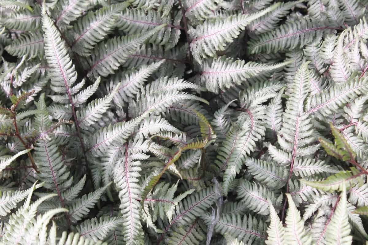 The Japanese painted fern or lady fern has silvery leaves.