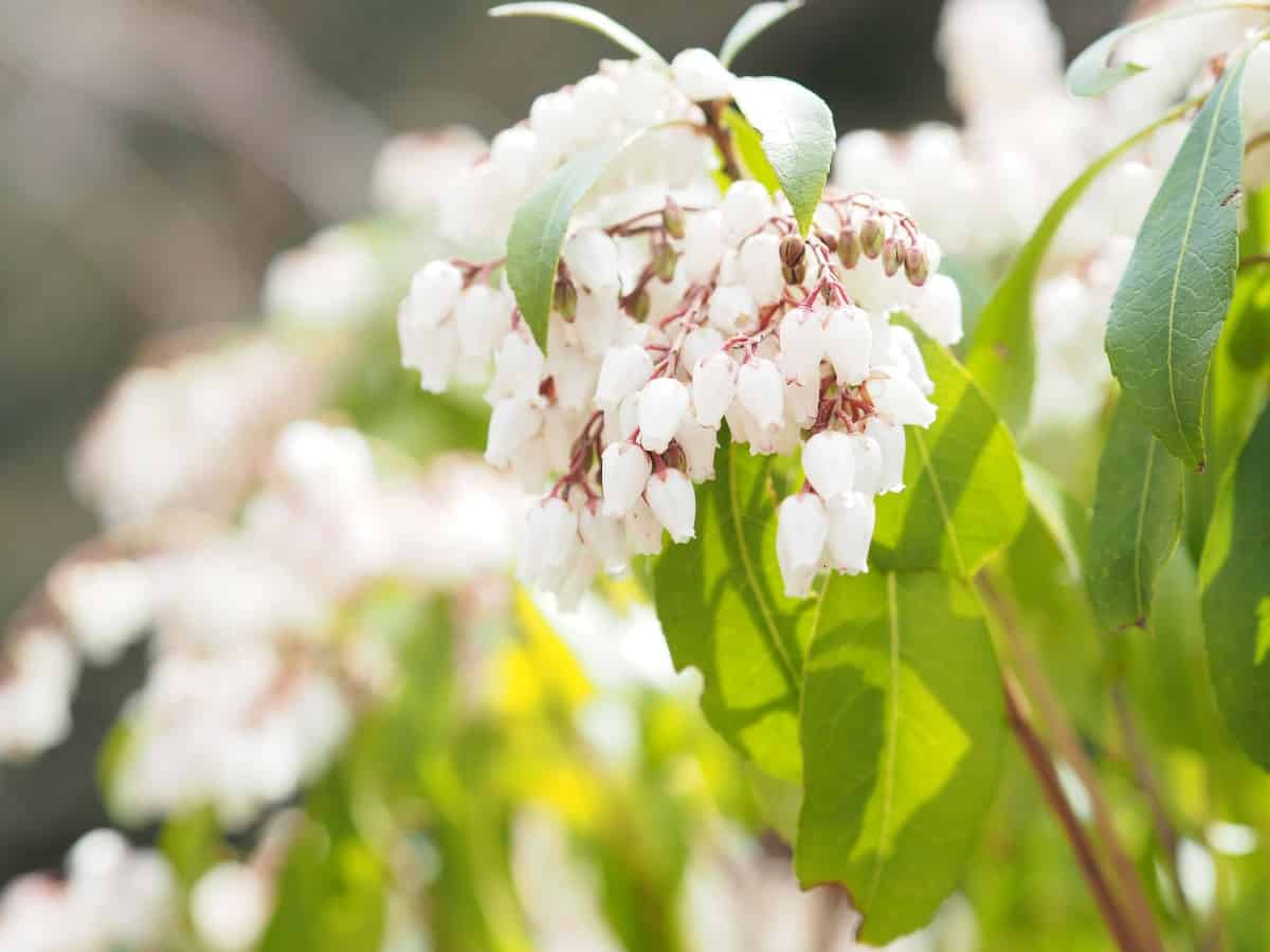 Japanese pieris is also known as the lily of the valley shrub.