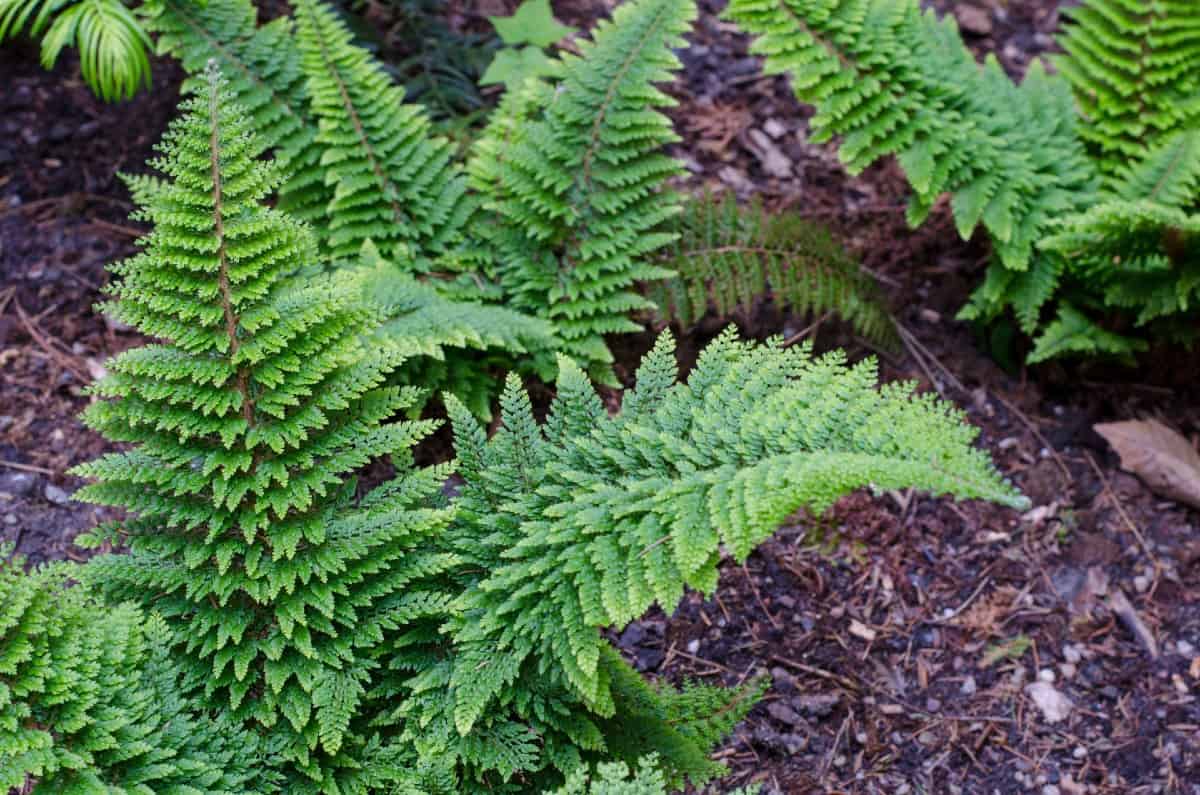 Japanese shield ferns are popular evergreen ferns.