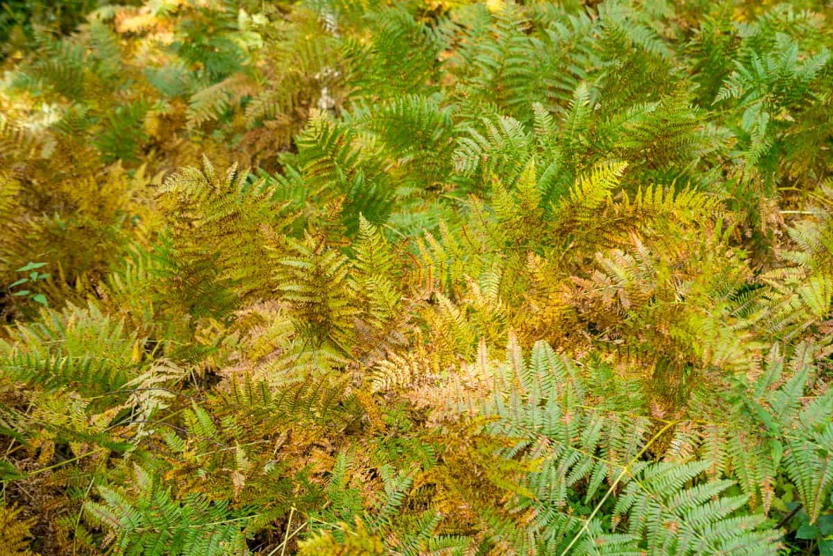 The Japanese shield fern is also called the autumn fern because of the shading of the leaves.