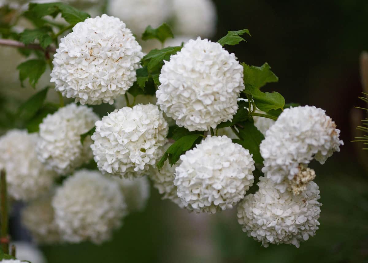 The Japanese snowball or viburnum has attractive blooms and foliage.