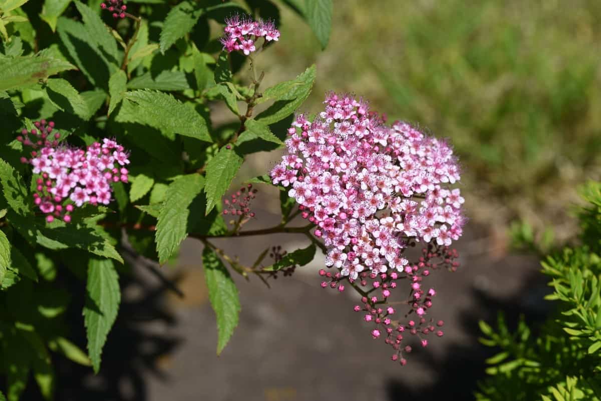 Japanese spiraea is also called the maybush.