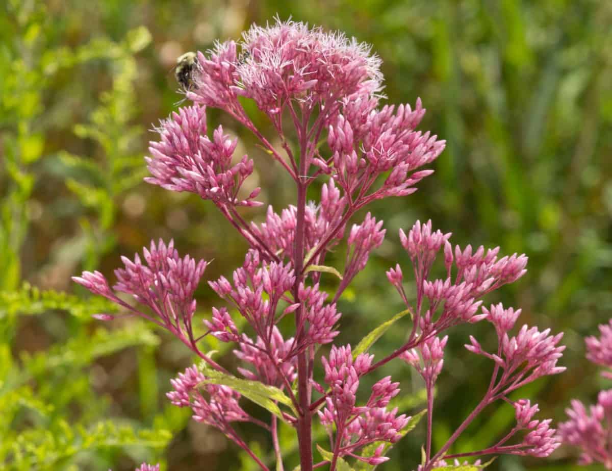 Joe-pye weed produces lots of fluffy flowers that butterflies enjoy.