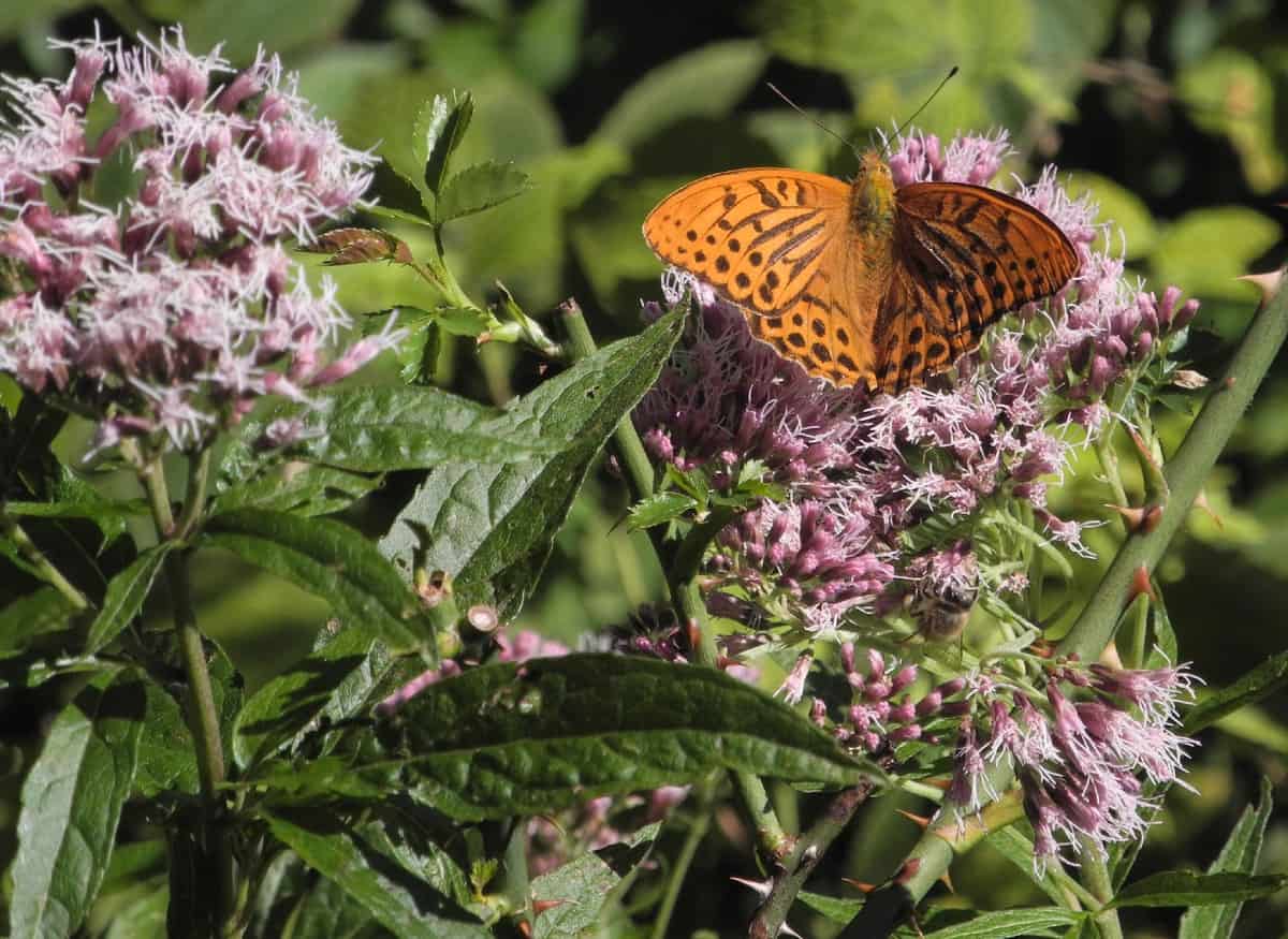 Joe pye weed blooms later in the season and attracts butterflies and other pollinators.