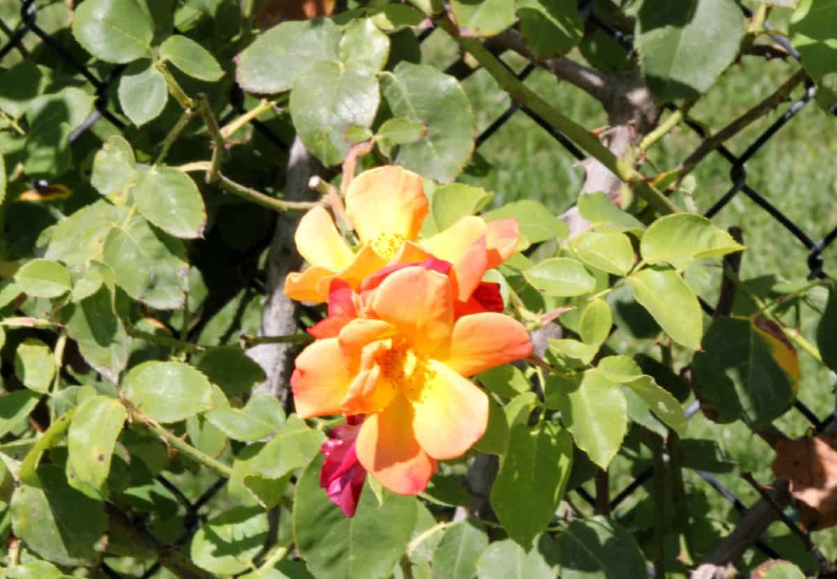 The Joseph's Coat climbing rose blooms from spring to fall.