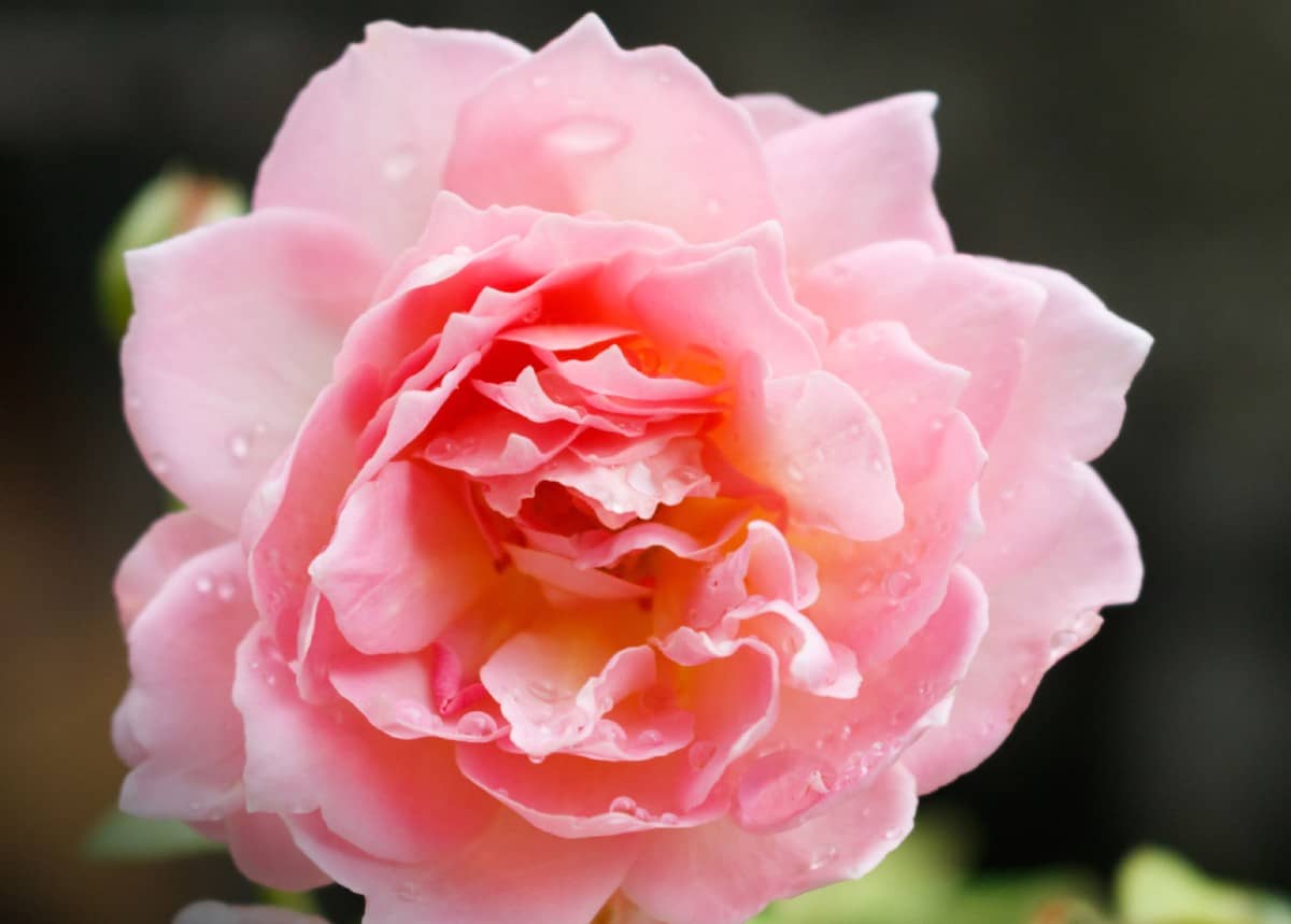 The Jubilee Celebration rose needs full sun and well-draining soil.