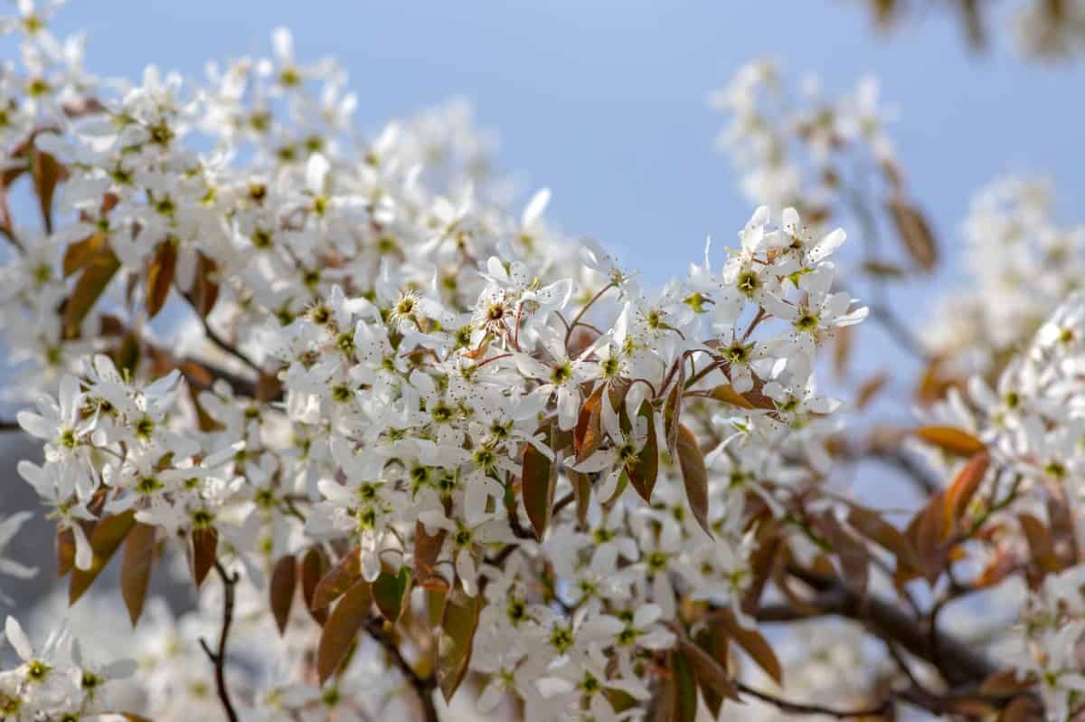 Juneberry trees are small specimens with multiple trunks.