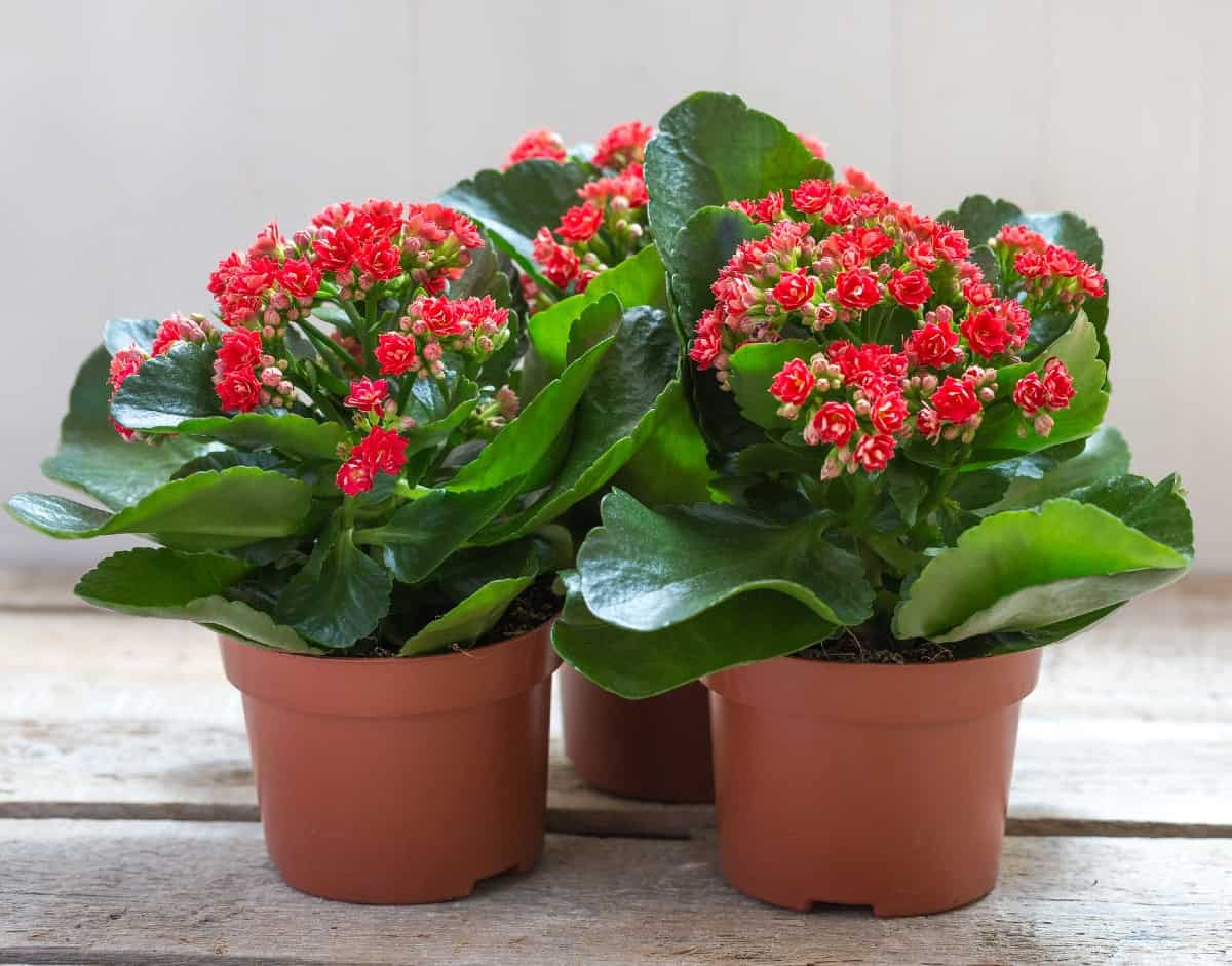 Kalanchoe is a succulent that is easy to grow.