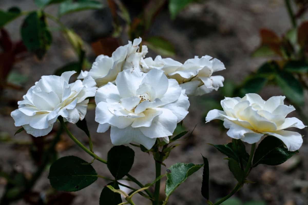 Katharina Zeimet roses are dwarf specimens that are perfect for planting in a pot.