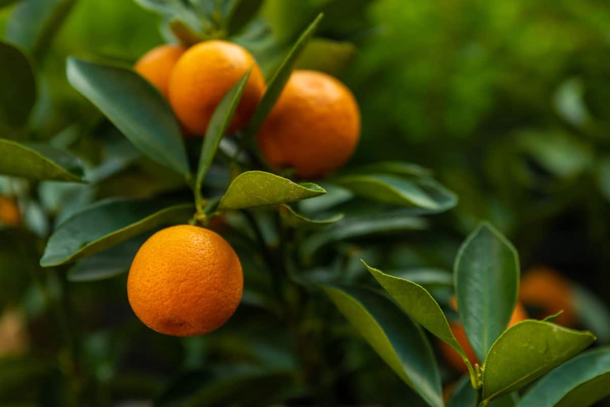 A small tree with small fruit, the kumquat is perfect for container gardening.