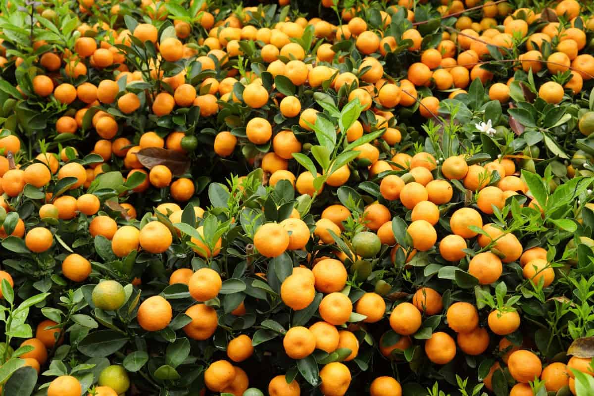 The kumquat is a citrus tree that is incredibly low maintenance.