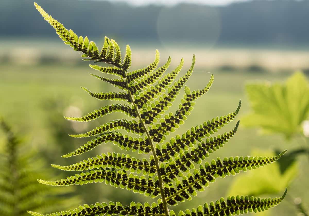 The lady fern has fronds up to 4 feet in length.