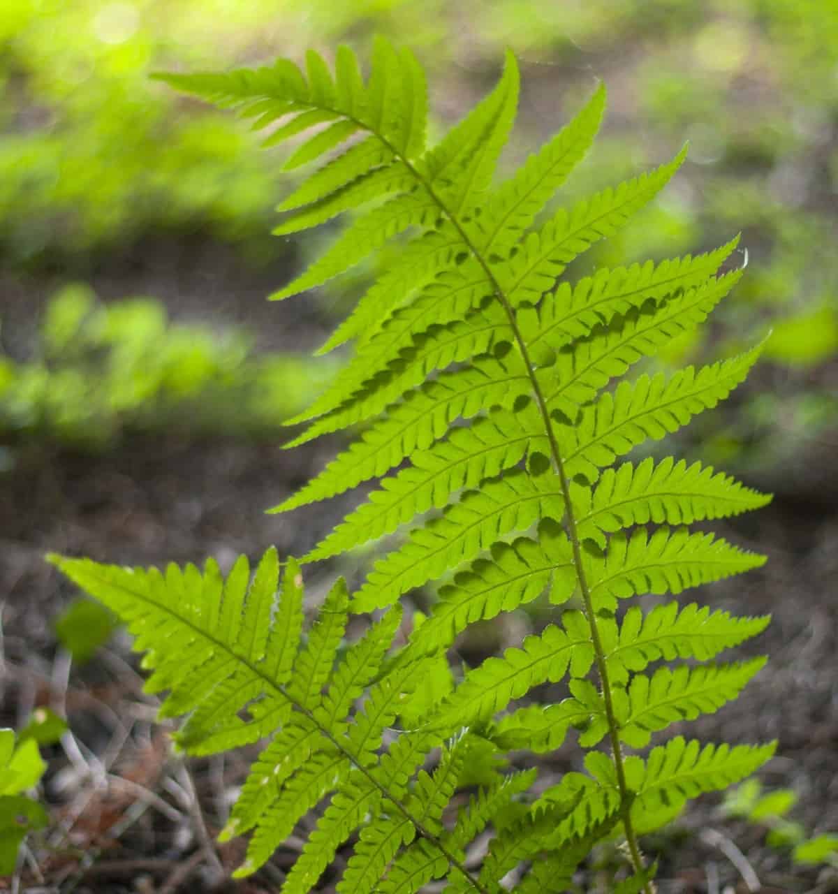 Lady fern has colorful bright-green fronds.