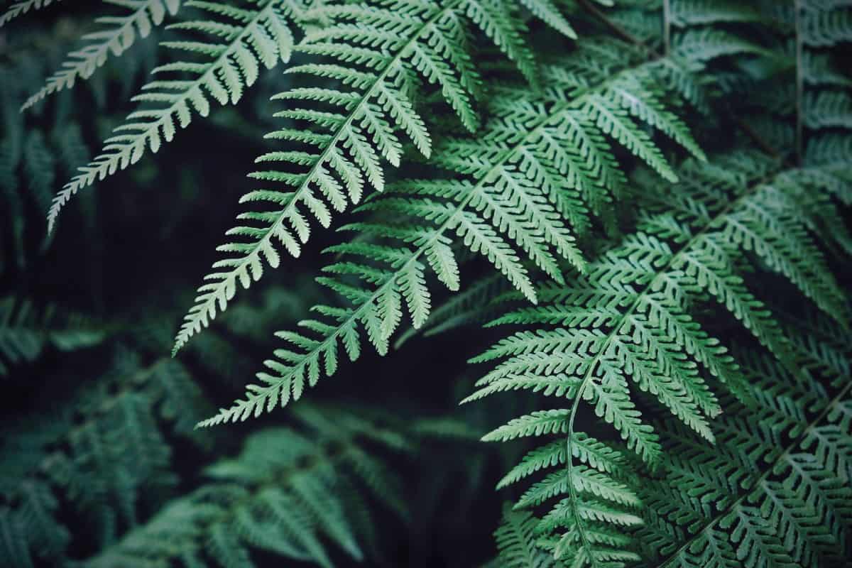 Plant lady ferns in lightly shaded areas.