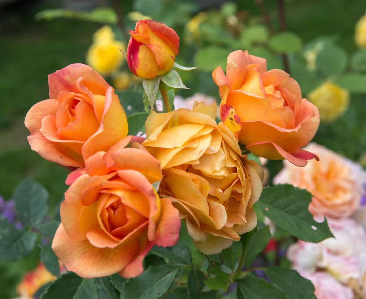 The Lady of Shalott is a shrub rose with apricot-colored blooms.