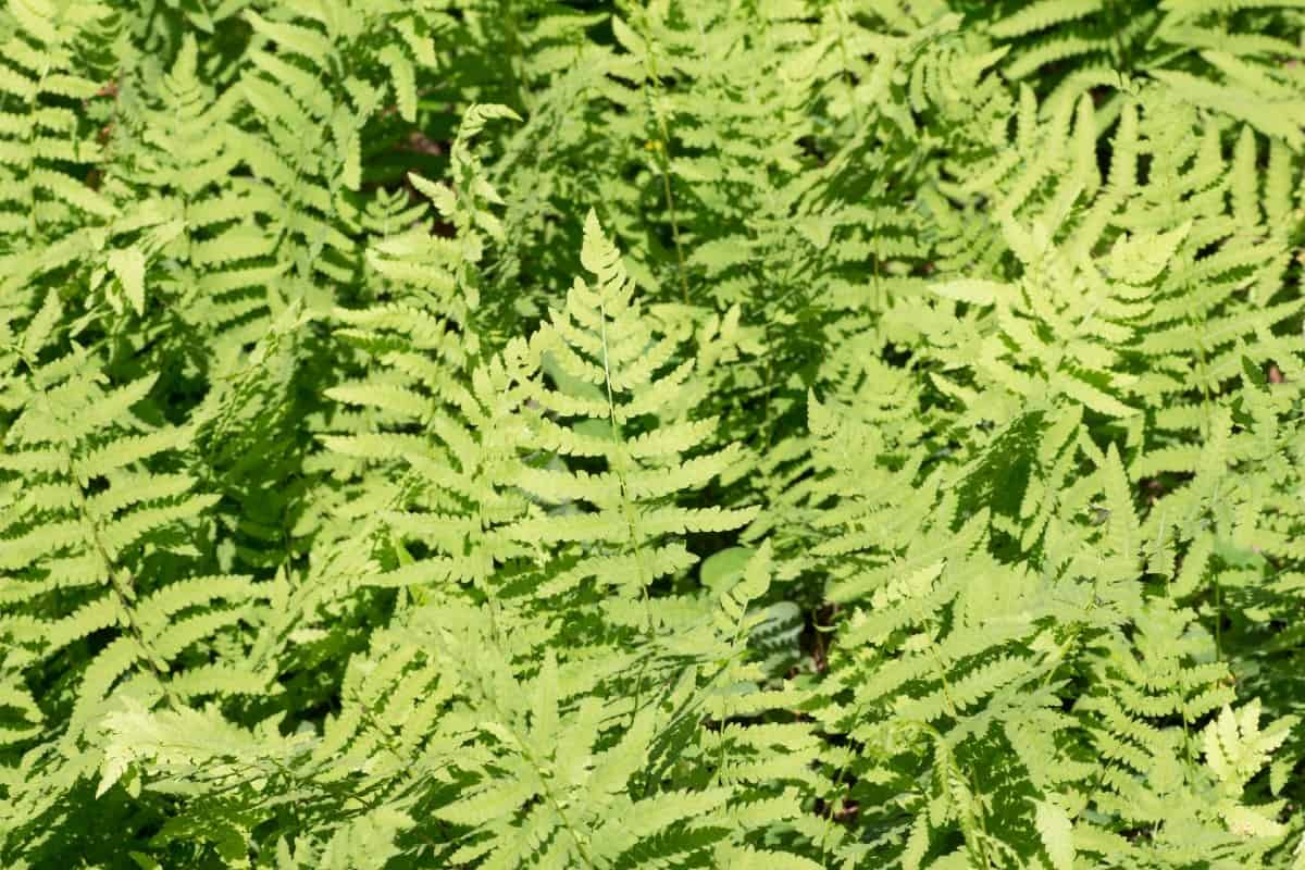 The elegant fronds of the lady fern form rosettes.