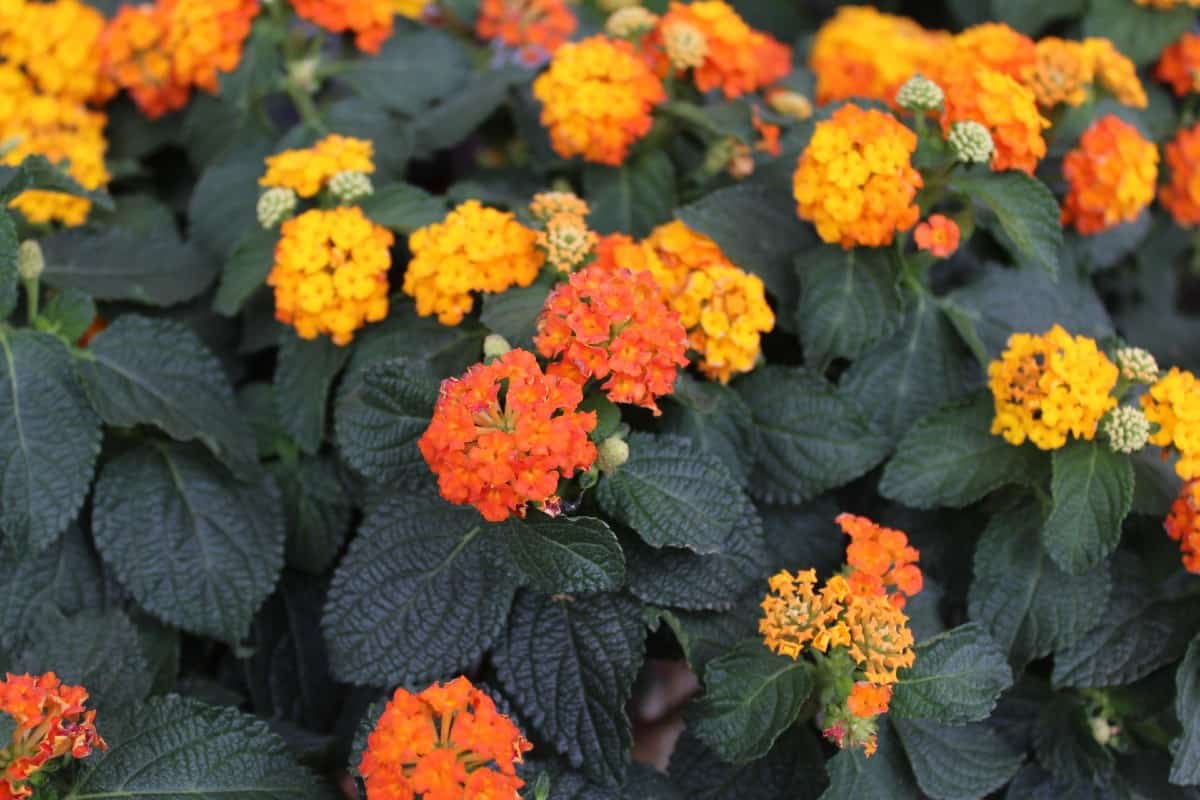 Pollinators of all types love lantana.