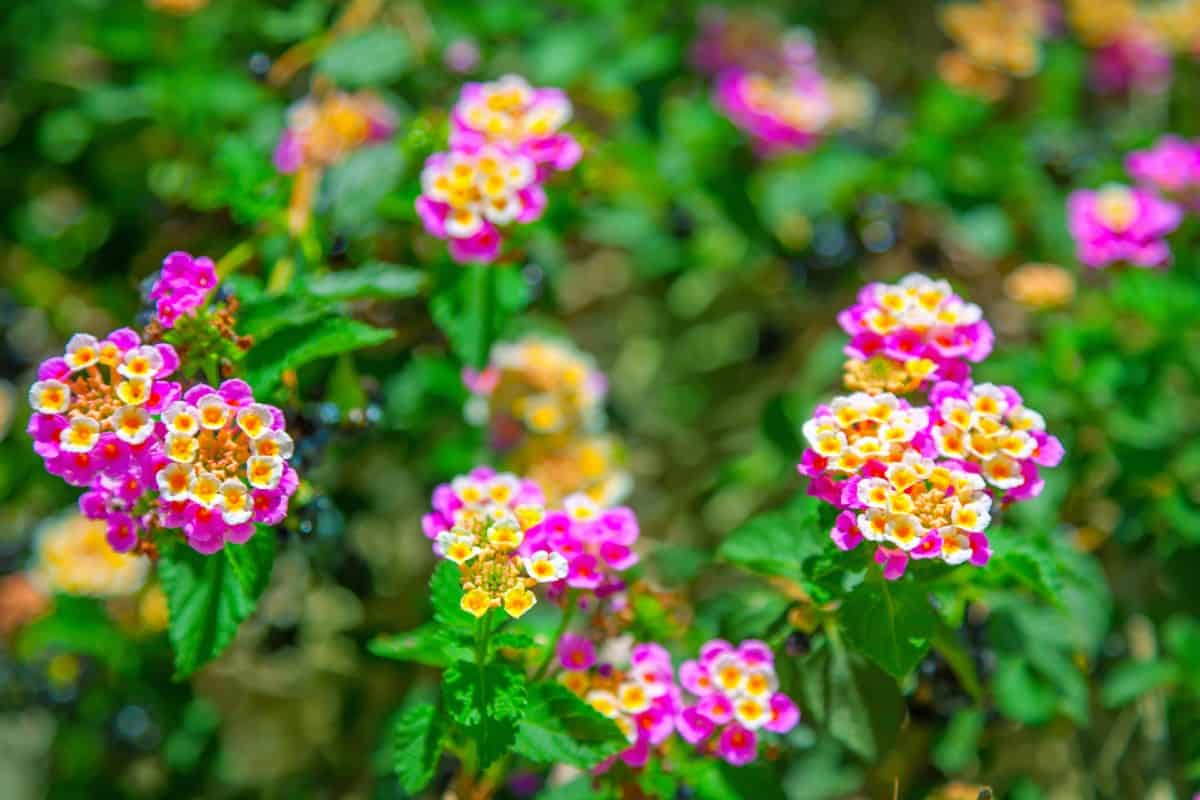 Lantana has brightly-colored flowers that last throughout the summer.