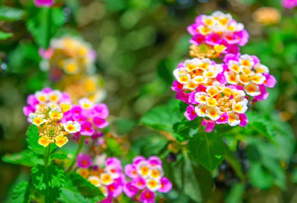 Lantana does best in hot, dry climates.