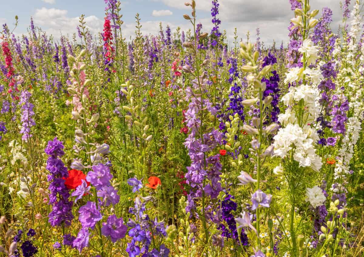 Larkspurs have tall flower spikes.