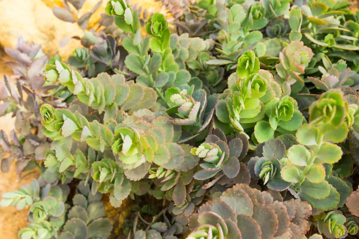 Lavender scallops is also known as kalanchoe stonecrop.