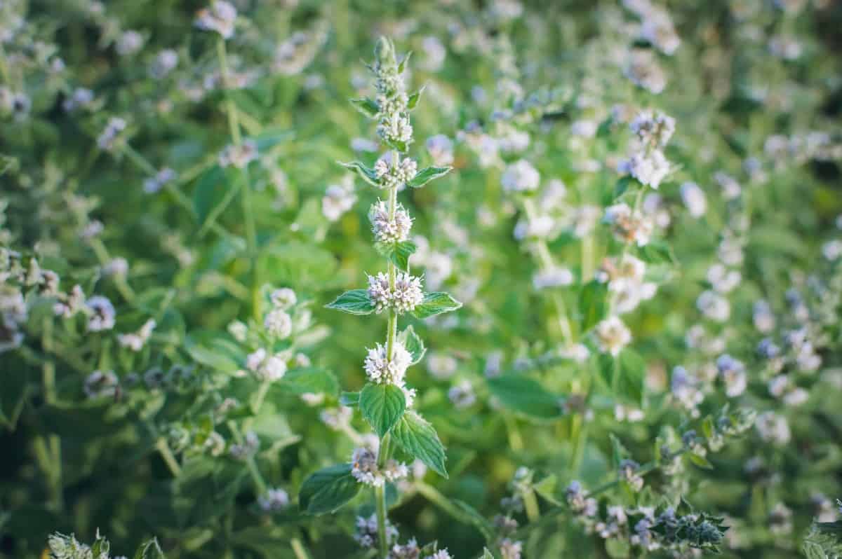 Lemon balm attracts pollinators like butterflies and bees.