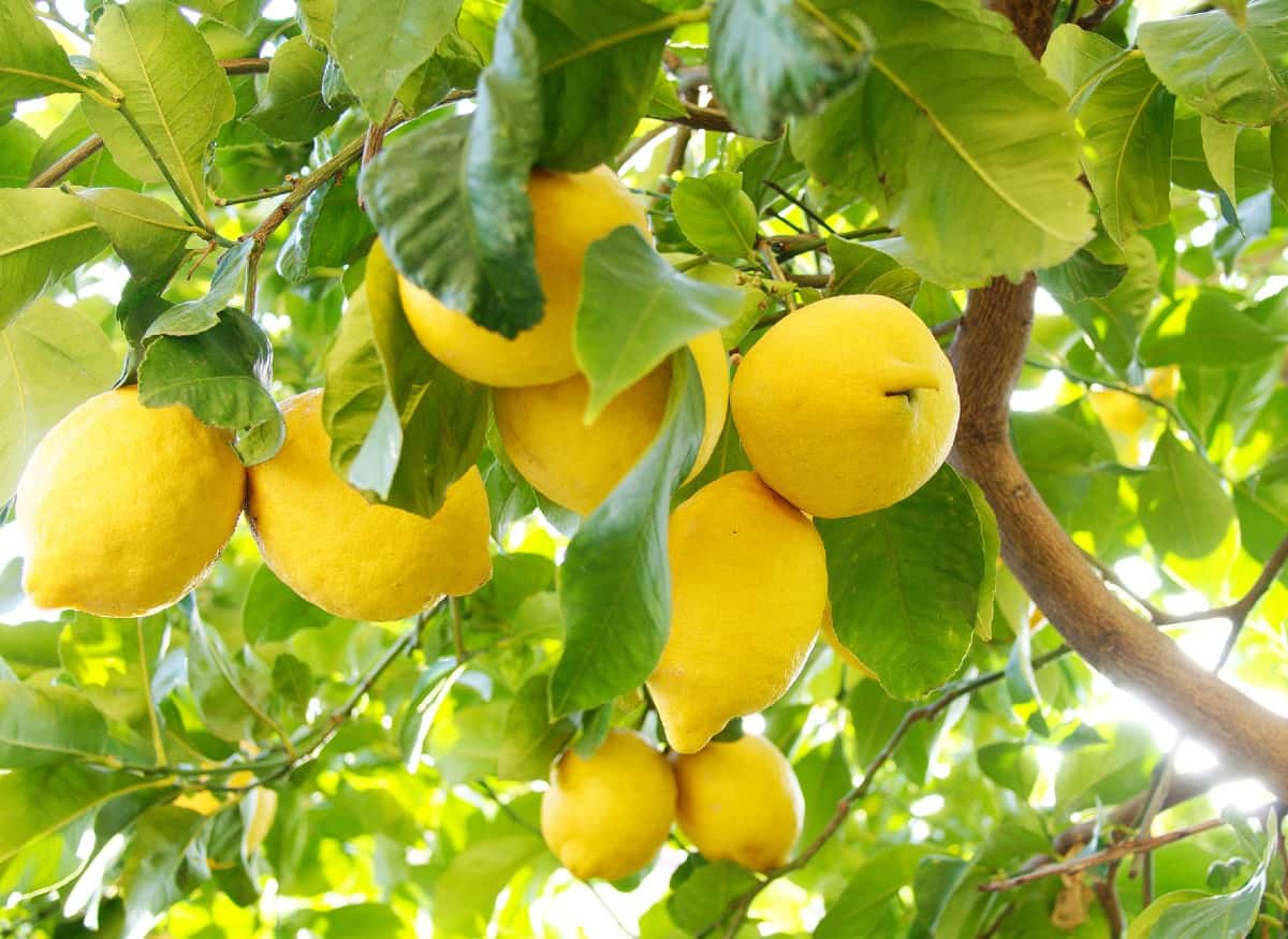 Lemon trees are easy citrus plants to grow in containers.