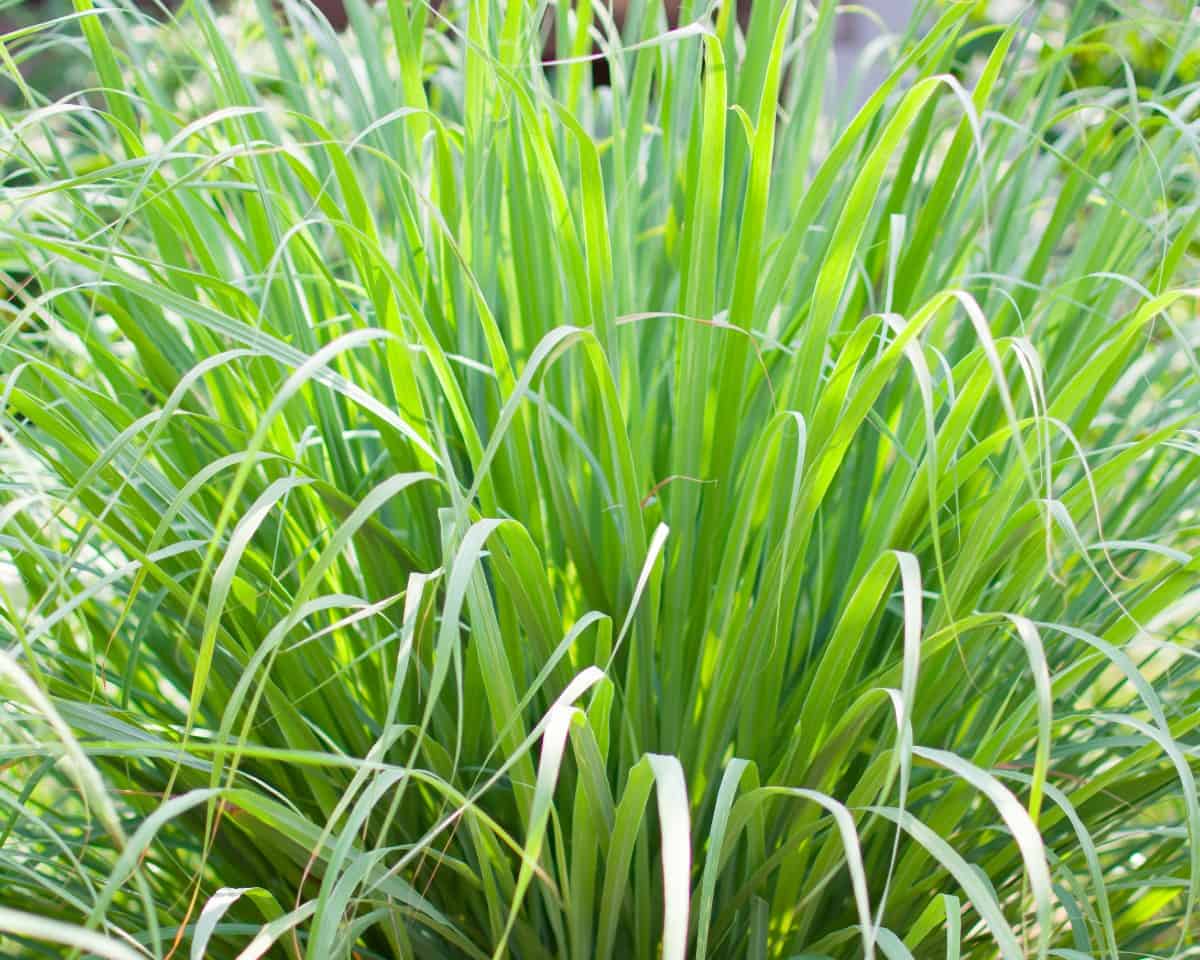 Repel mosquitoes and other pests poolside by planting lemongrass.