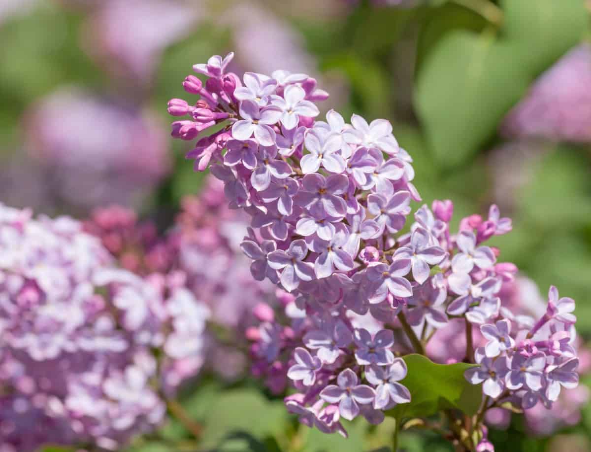 Choose a lilac bush for full sun locations in your yard.