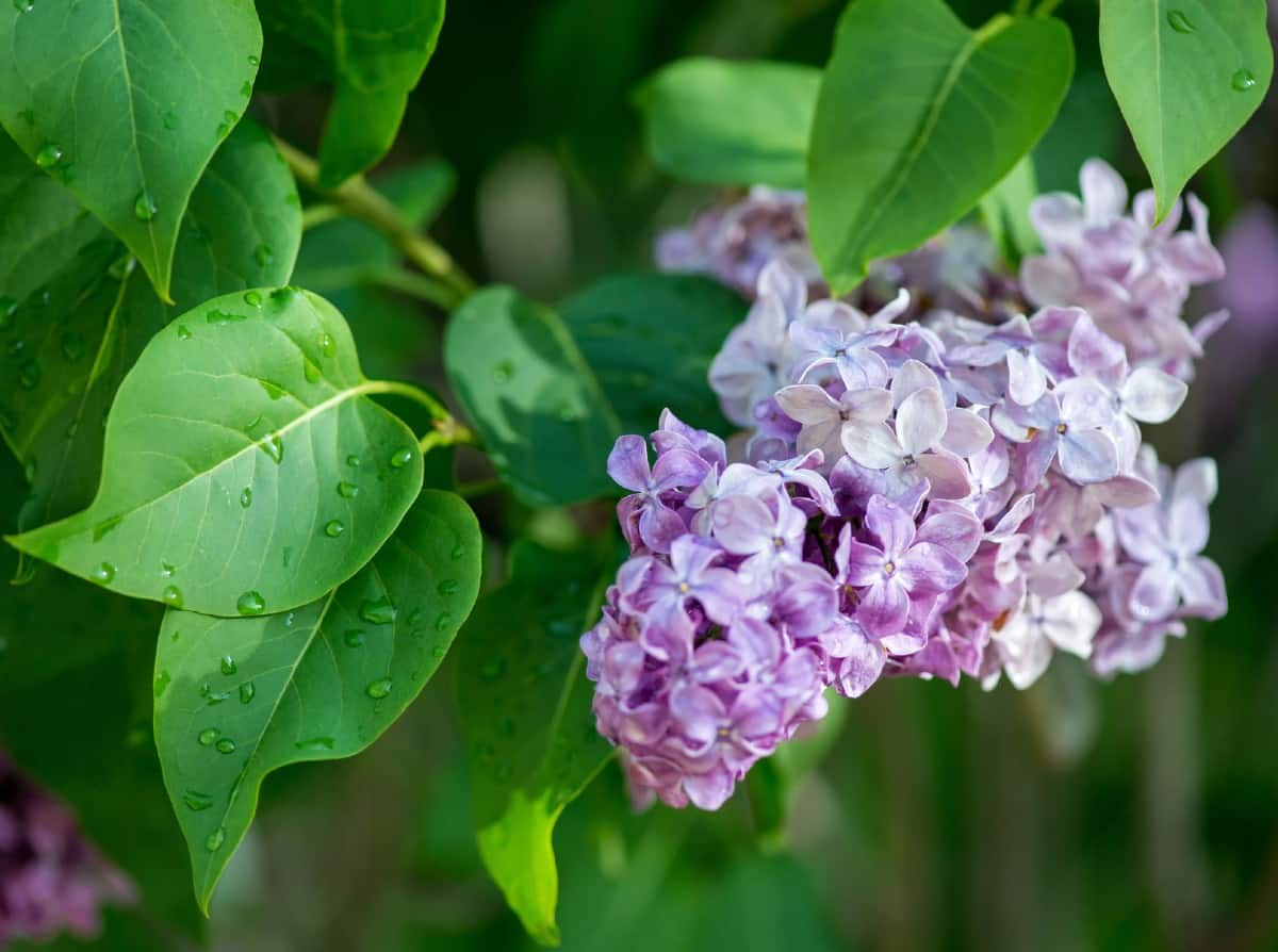 Lilacs are the perfect flowers for summer fragrance.