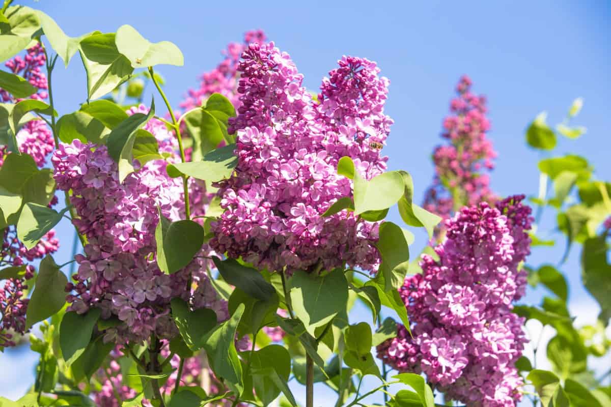 Lilacs are members of the olive family.