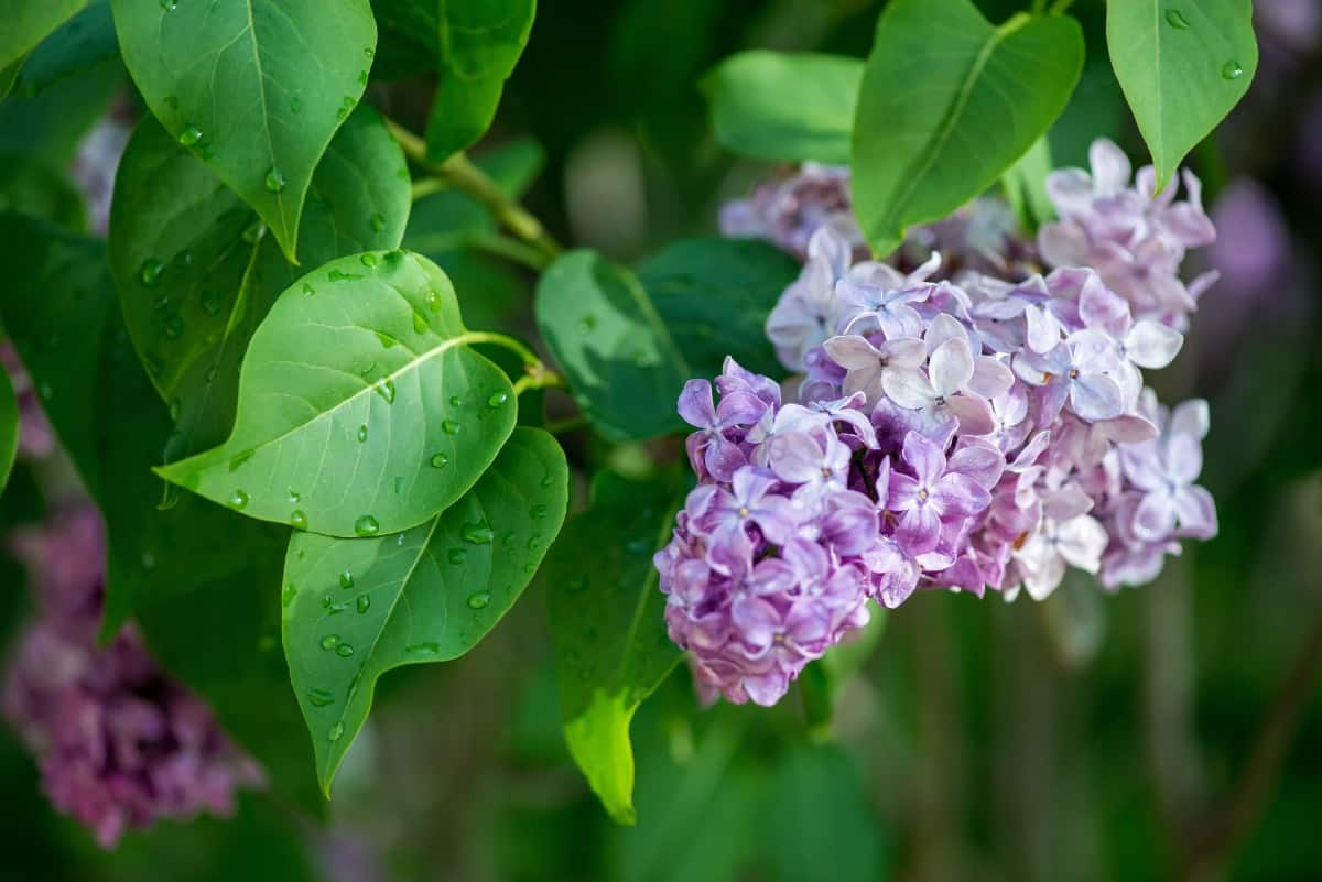 Lilacs have a fabulous smell.