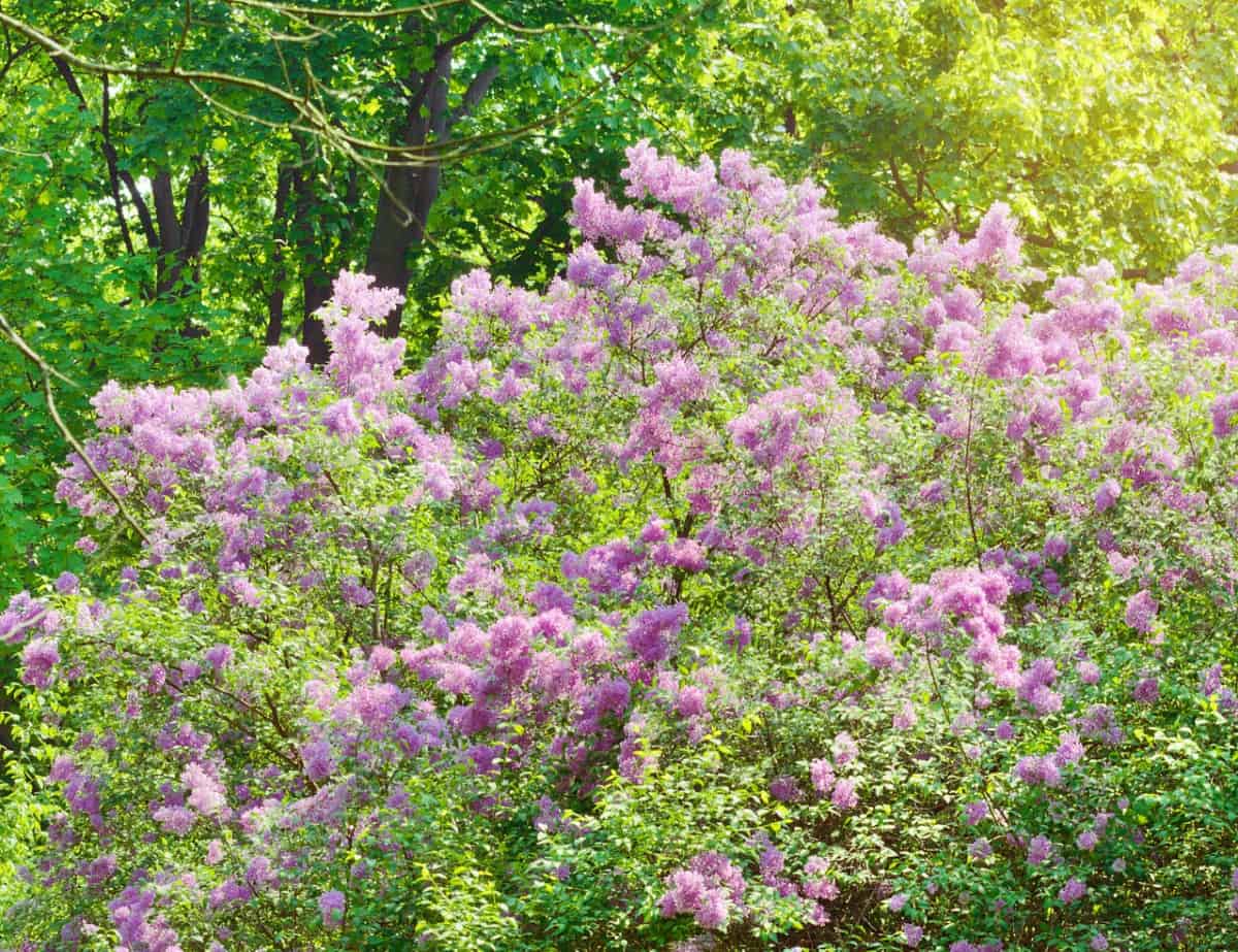 Lilacs are shrubs ideal for the beach and elsewhere.