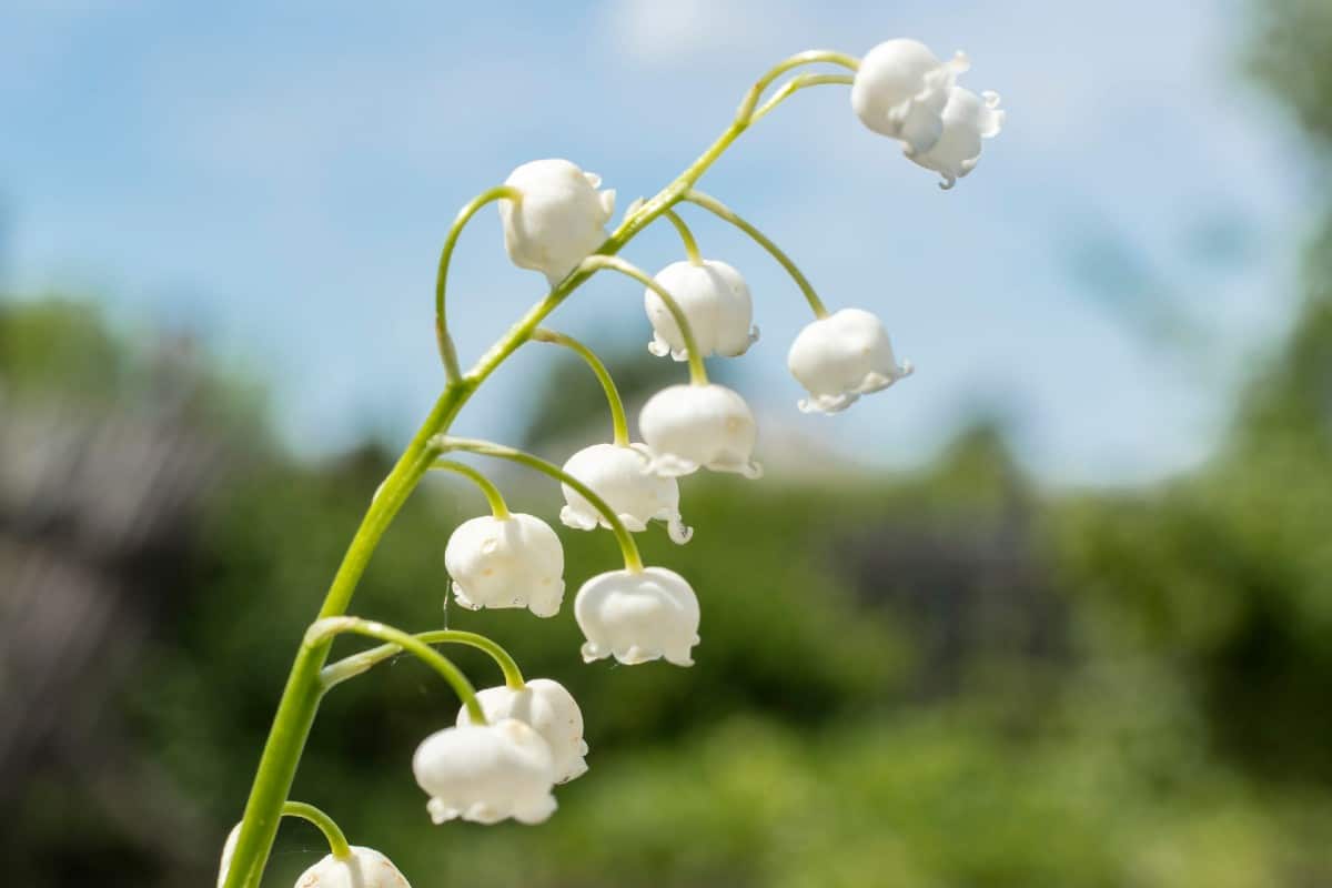 Lily of the Valley perennials need part shade.