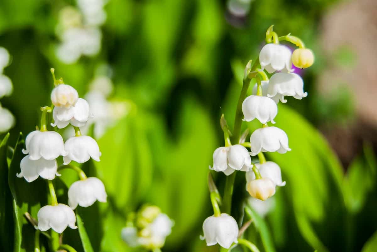 Lily of the valley plants regrow after freezing temperatures.
