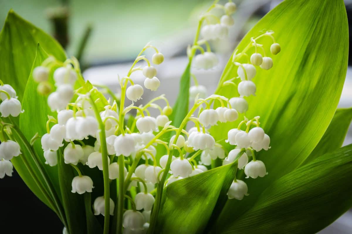 Lily of the valley thrives in full shade.
